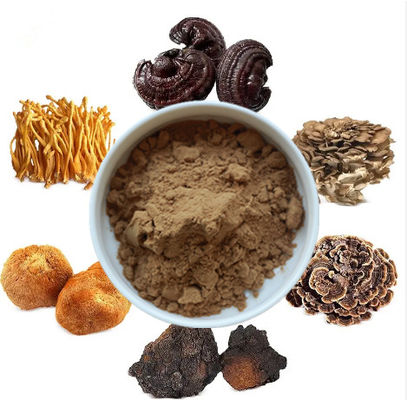خليط 6 في 1 مستخلص الفطر مسحوق كورديسيبس غانوديرما ريشي شاجا تركيا ذيل مايتاكي الأسود القشرة مسحوق الفطر
