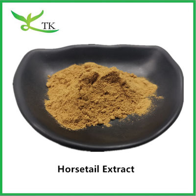 100% مستخلص ذيل الحصان الطبيعي مسحوق Equisetum Arvense Extract 10:1